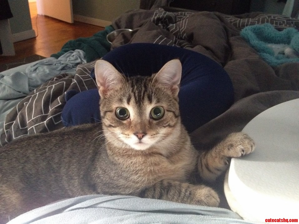 Newest Rescue Lana Keeping Me Company Sick in Bed