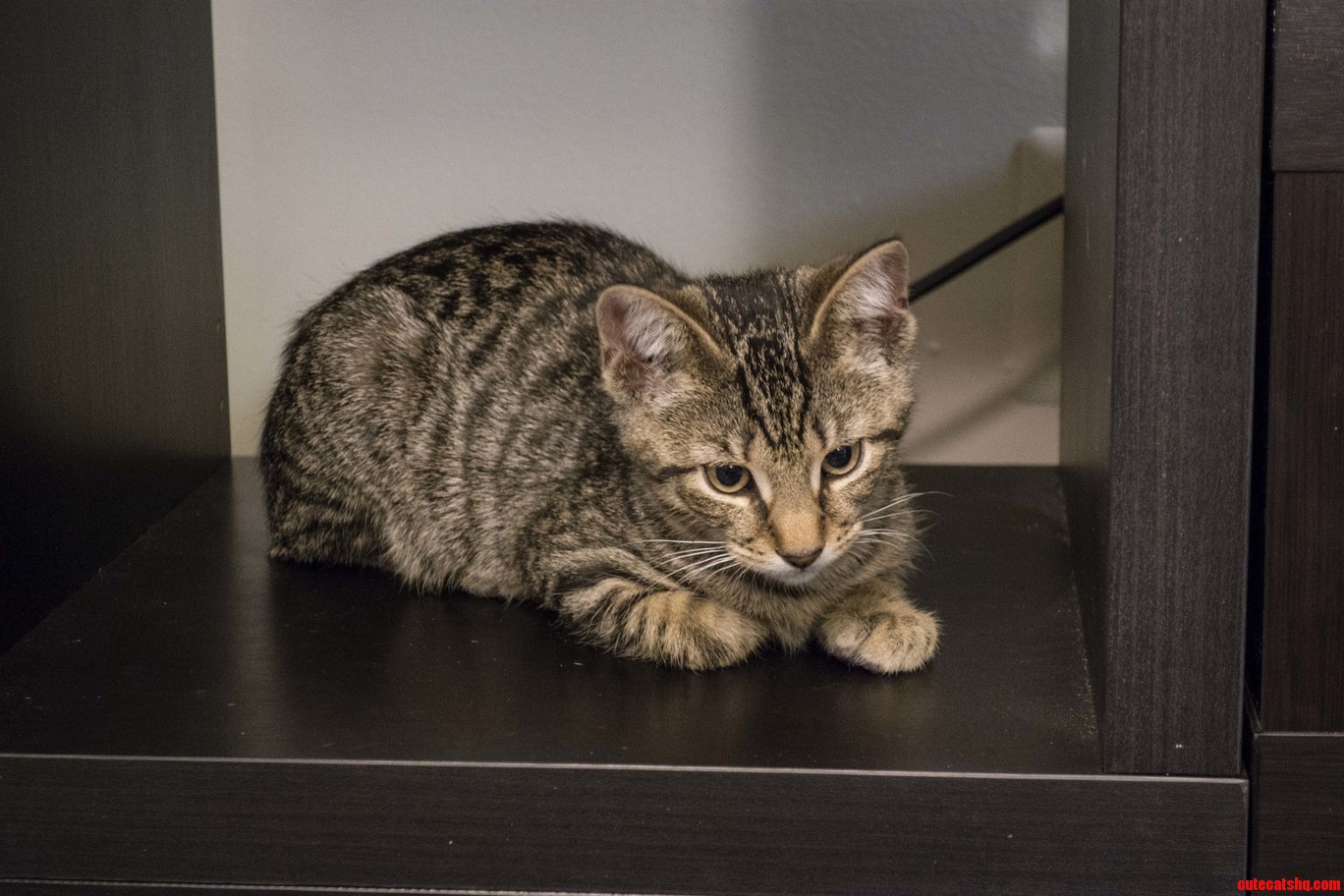 Newly Adopted Okie.