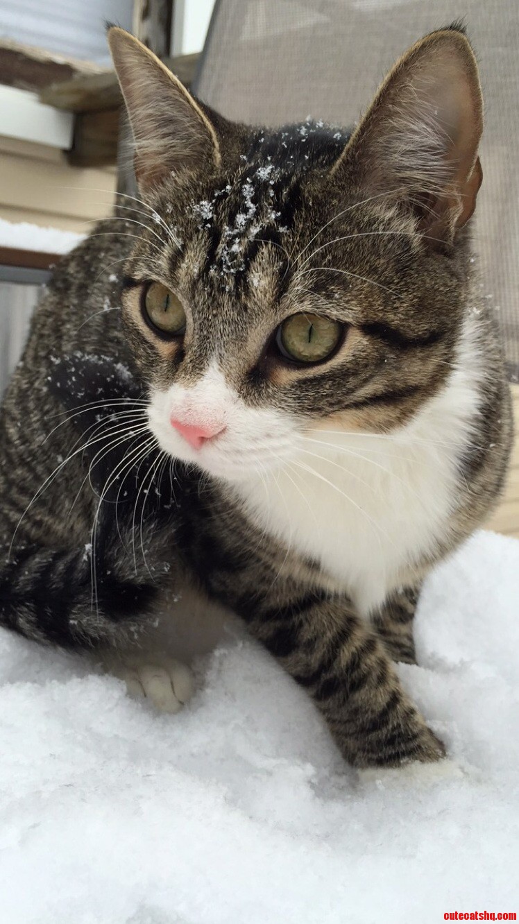 Obis First Snow
