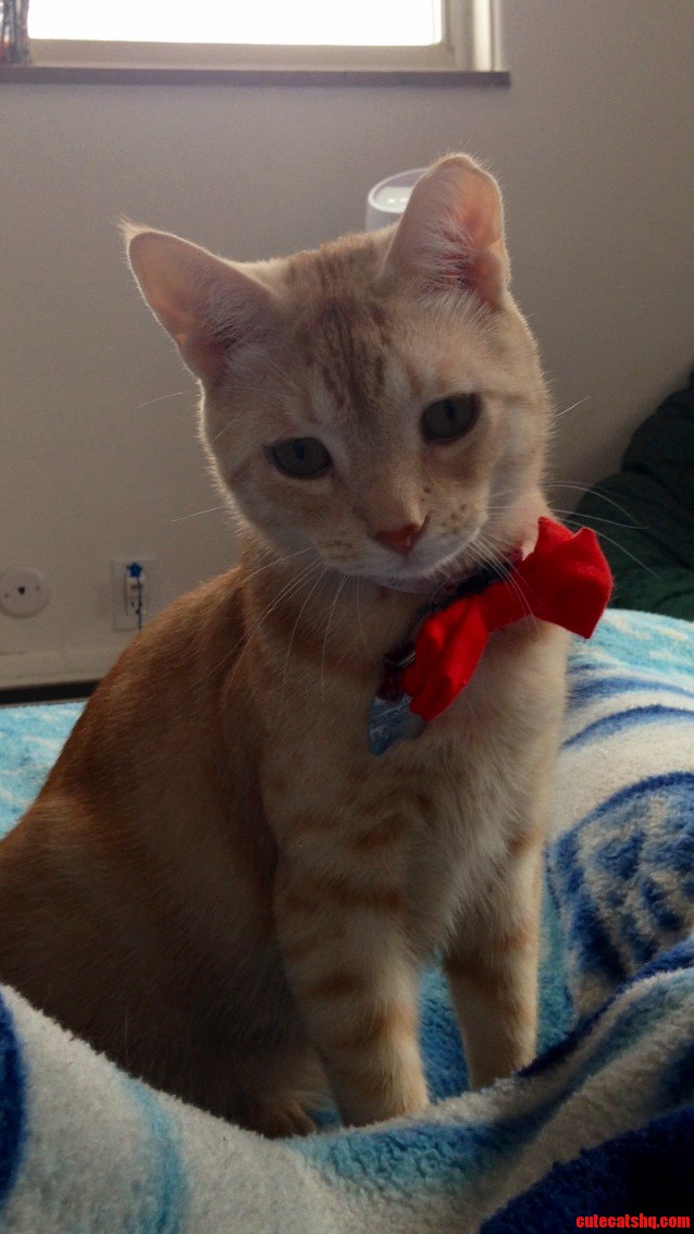 Oliver Is Ready for Valentines Day