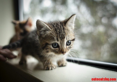 One Day I Will Get You Squirrel...