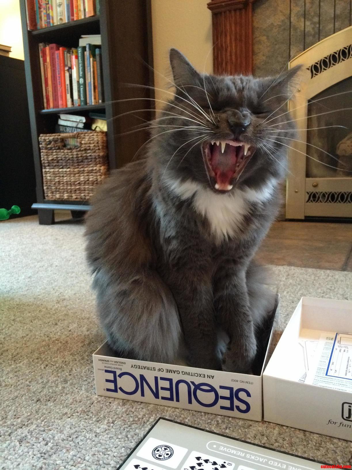 One. Big. Yawn.