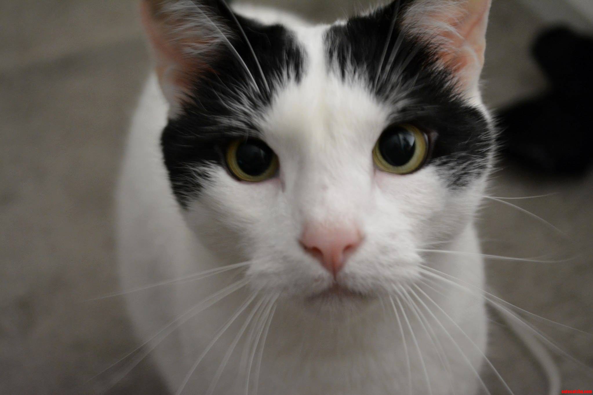 Our Cat Mo Ready for His Close-up.
