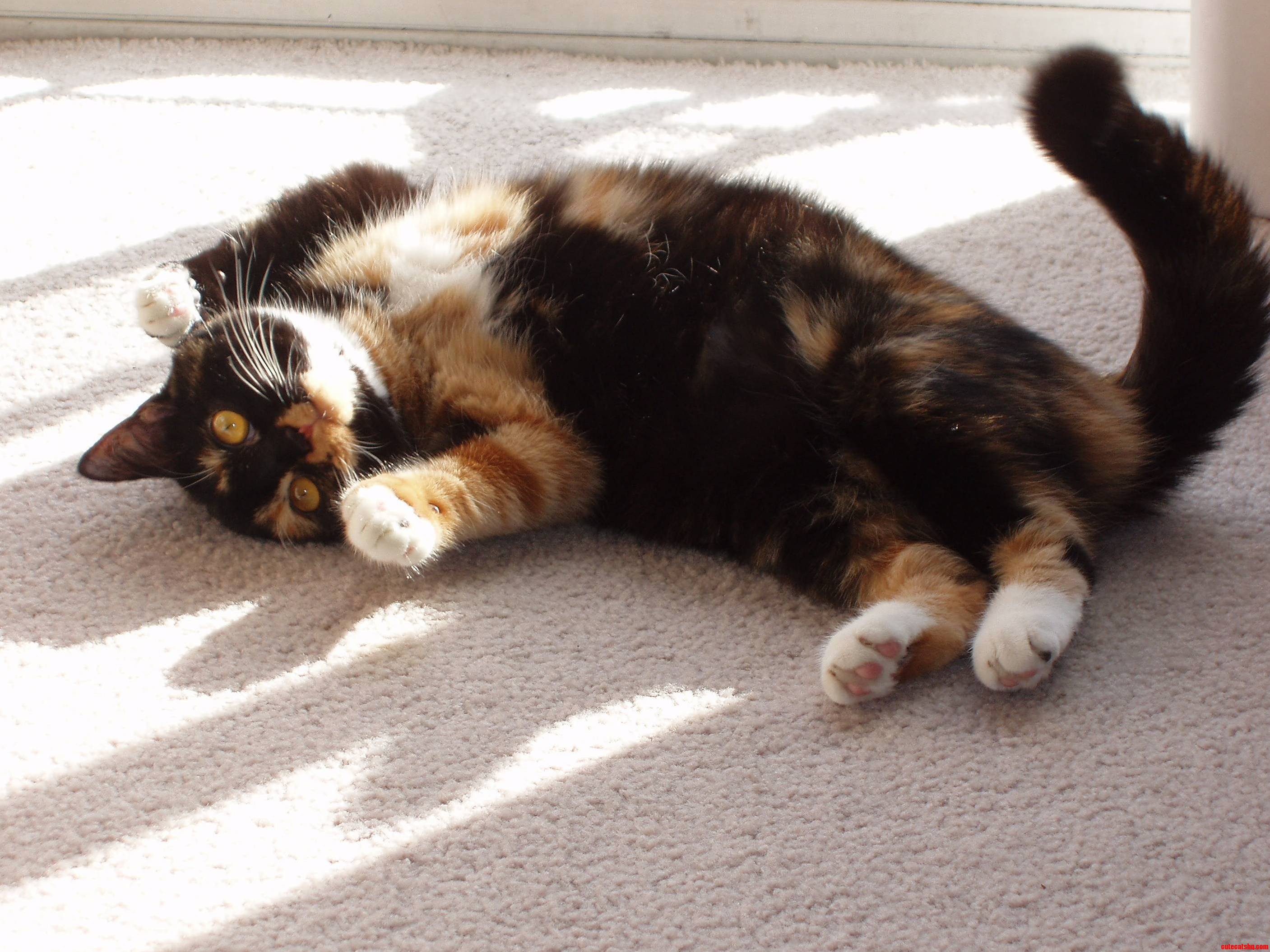 Our Cats Are Sick and Nobody Believes Me