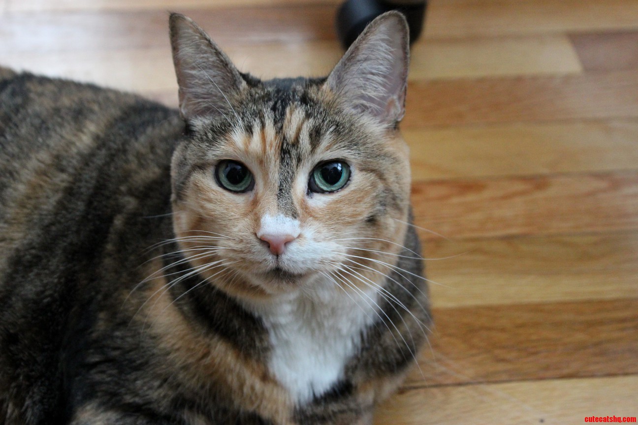 Our Noble Lady Annabelle