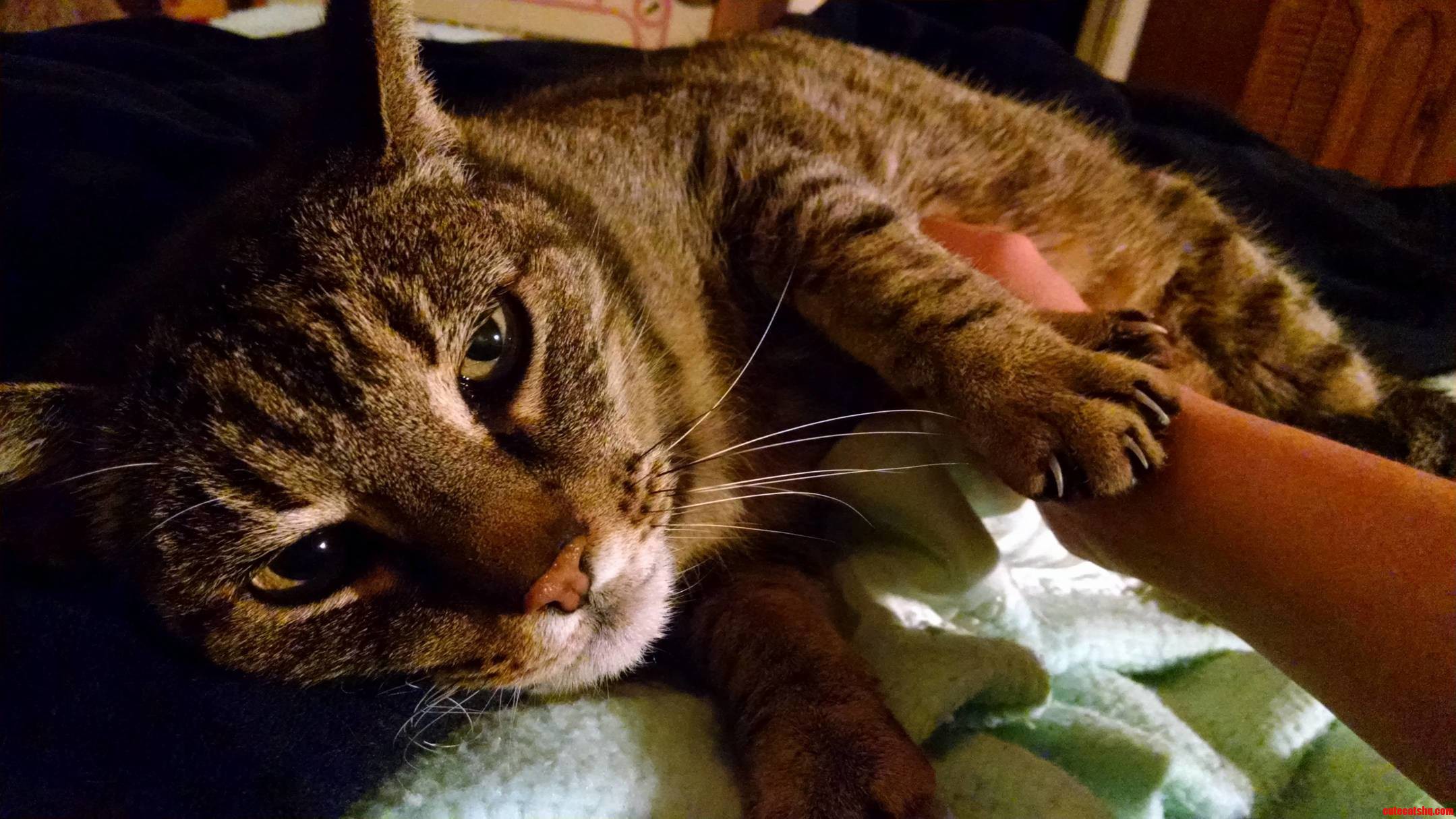 Our Old Man Boomer Loves Belly Rubs and Cuddling