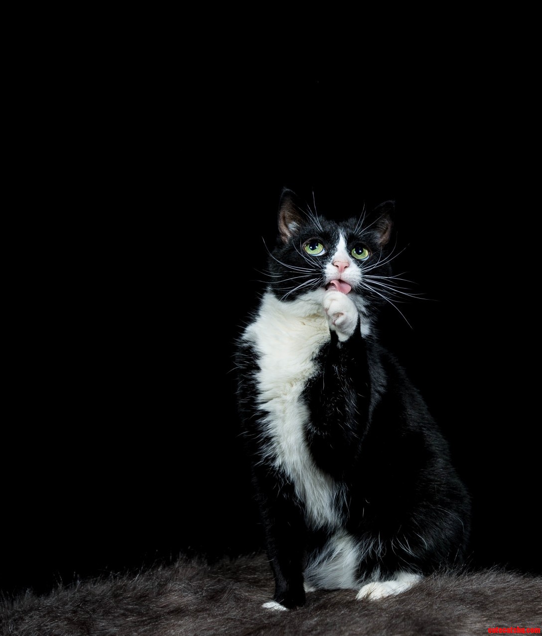 Pickles Posing for the Camera