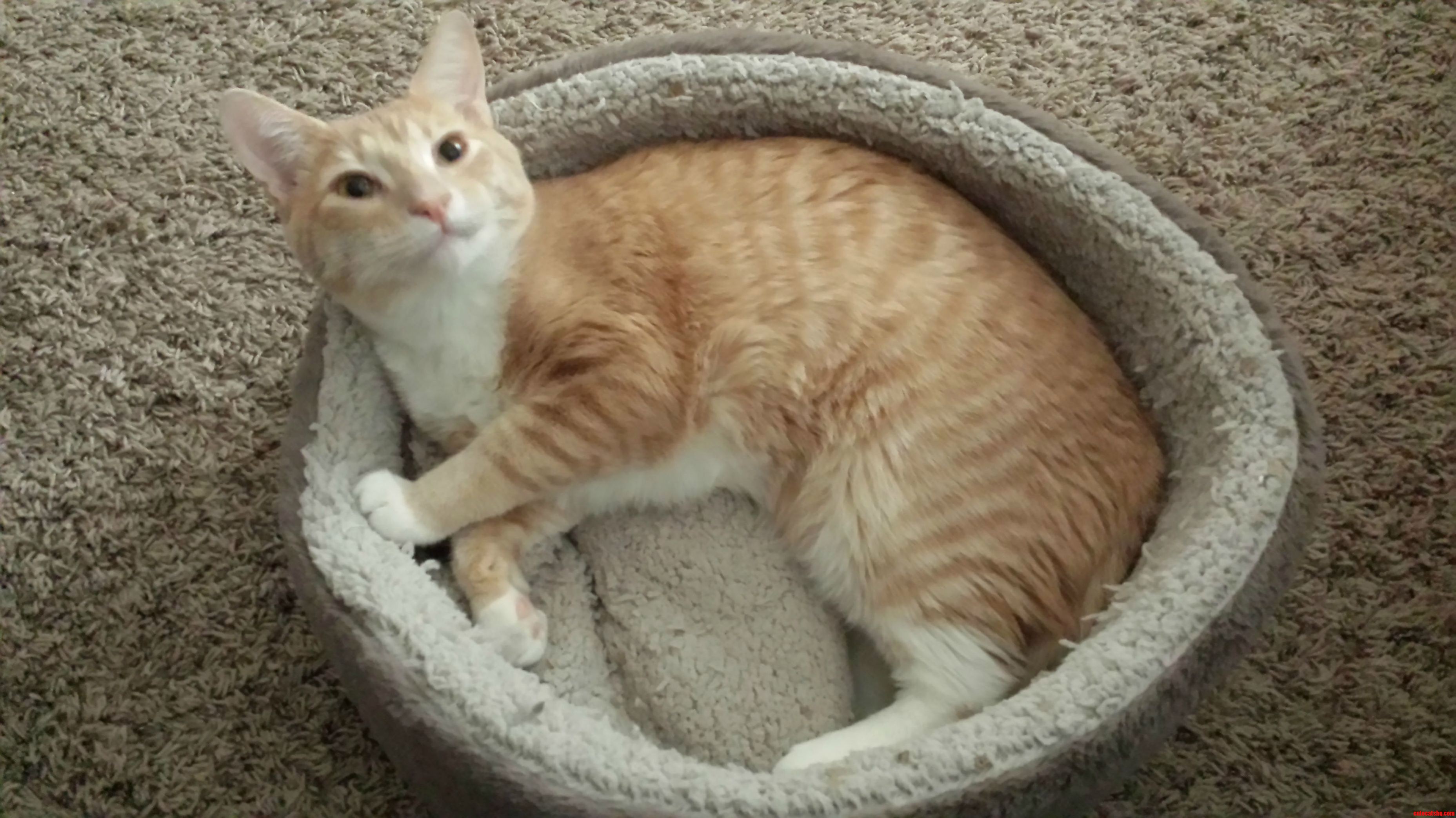 Pixels Finally Using His Cat Bed.