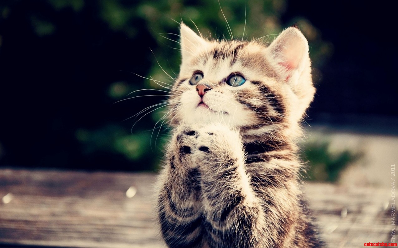 Please Give Me Some Food