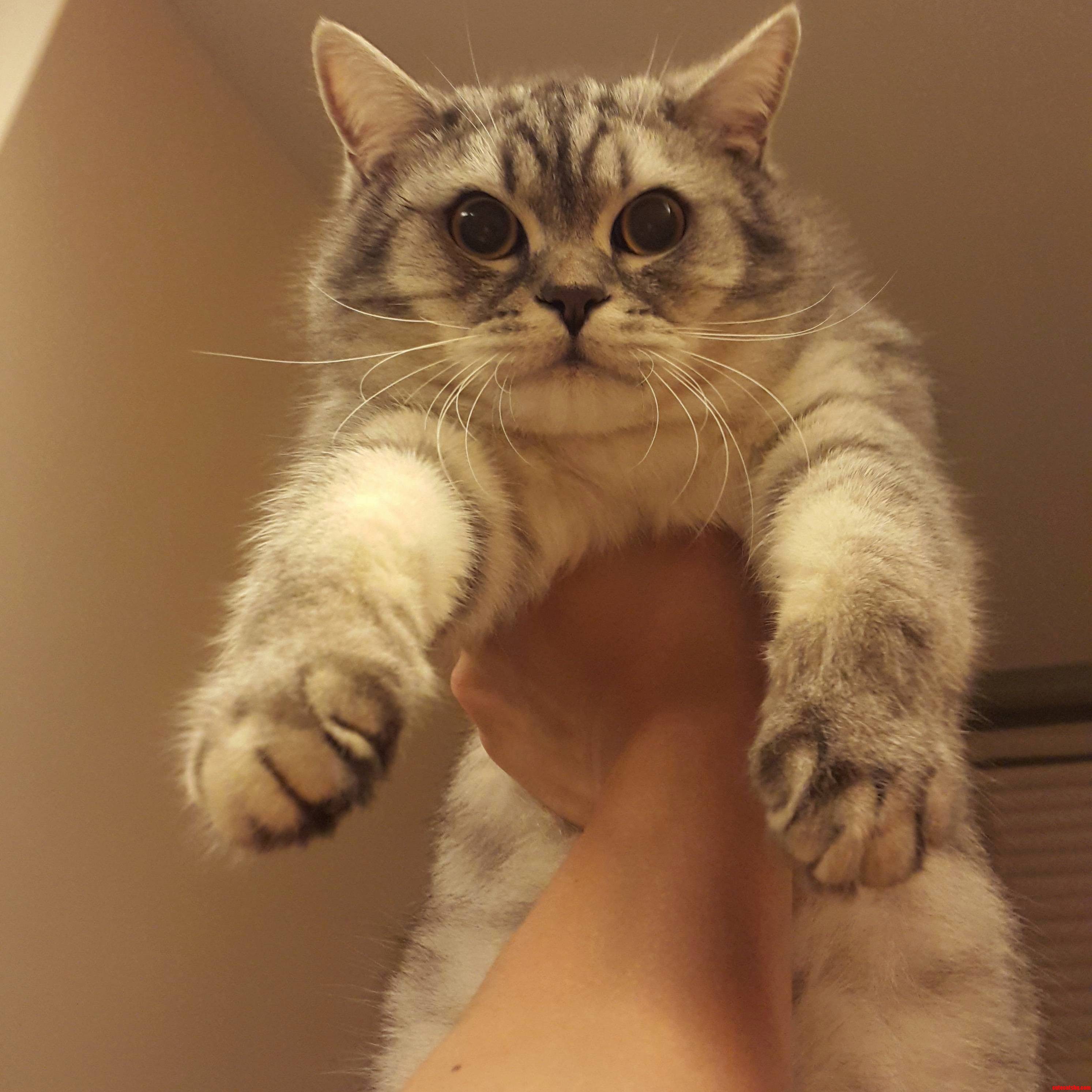 Please.. Please.. Please Put Me Down..