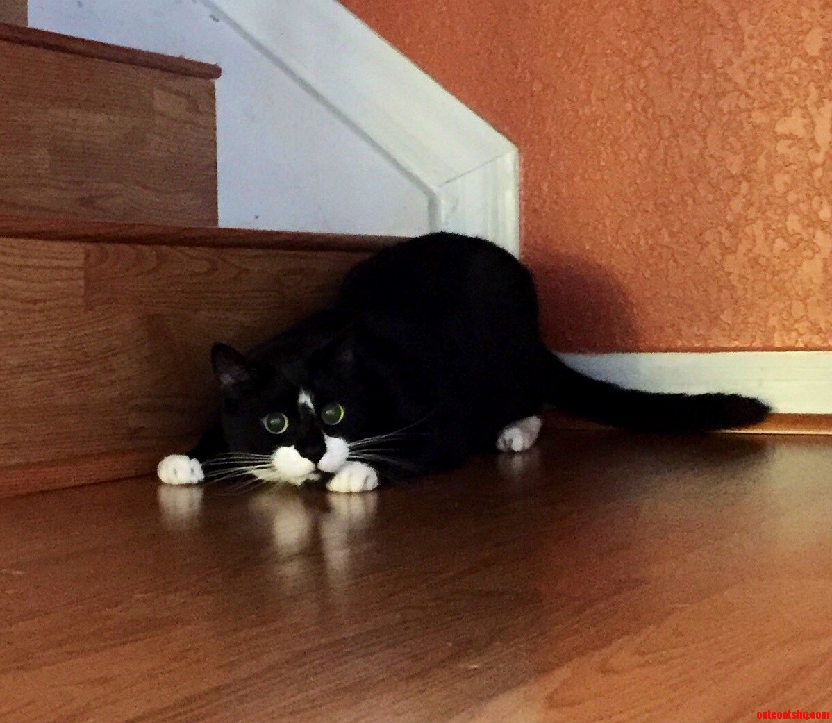 Pounce