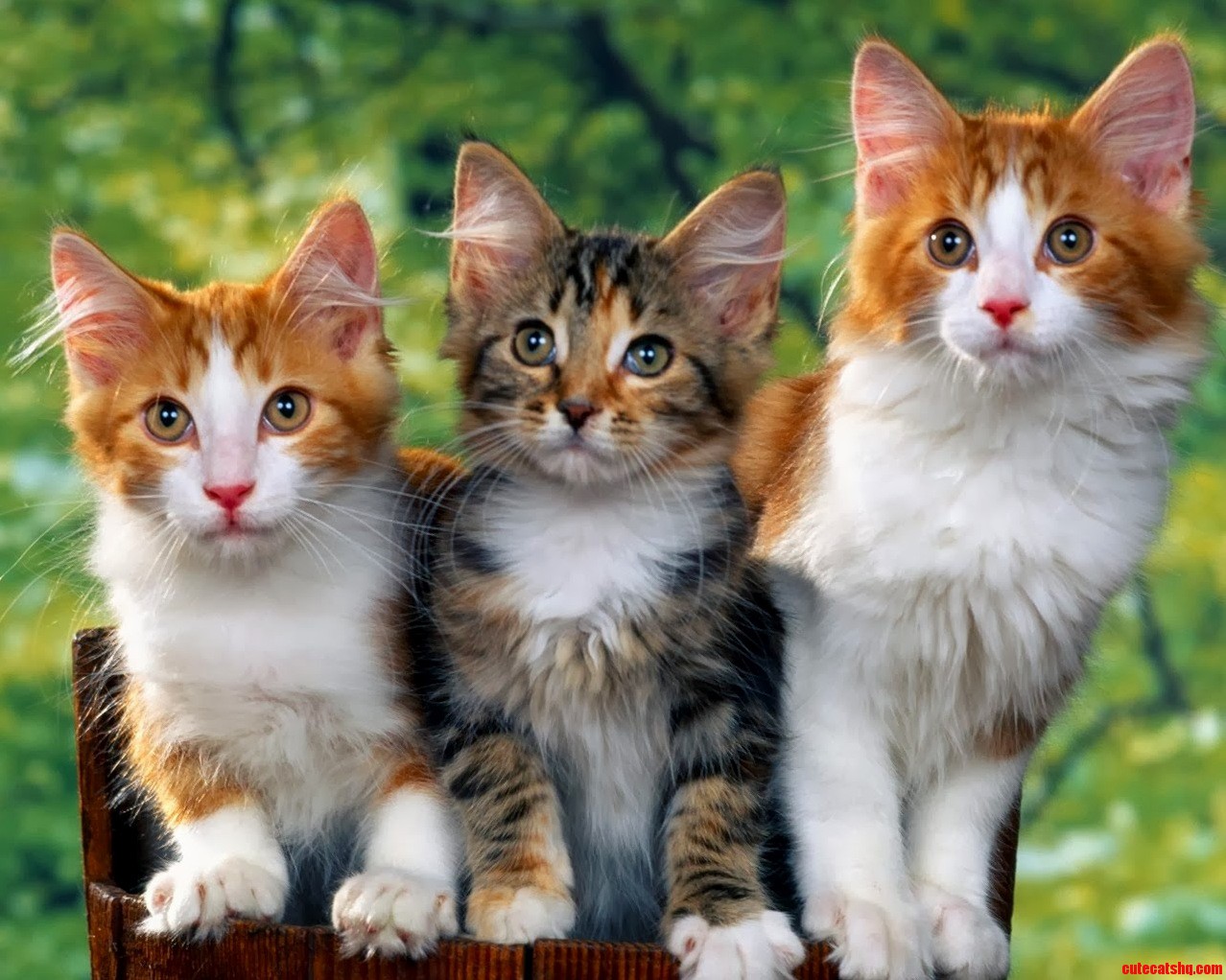 Pretty Cute Cats