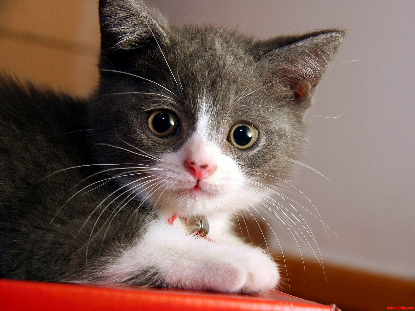 Purr Fect