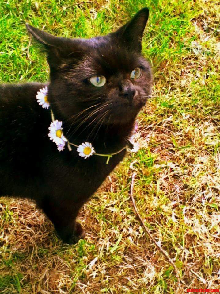 Put a Daisy Chain Around My Friends Cat. Dont Think He Likes It