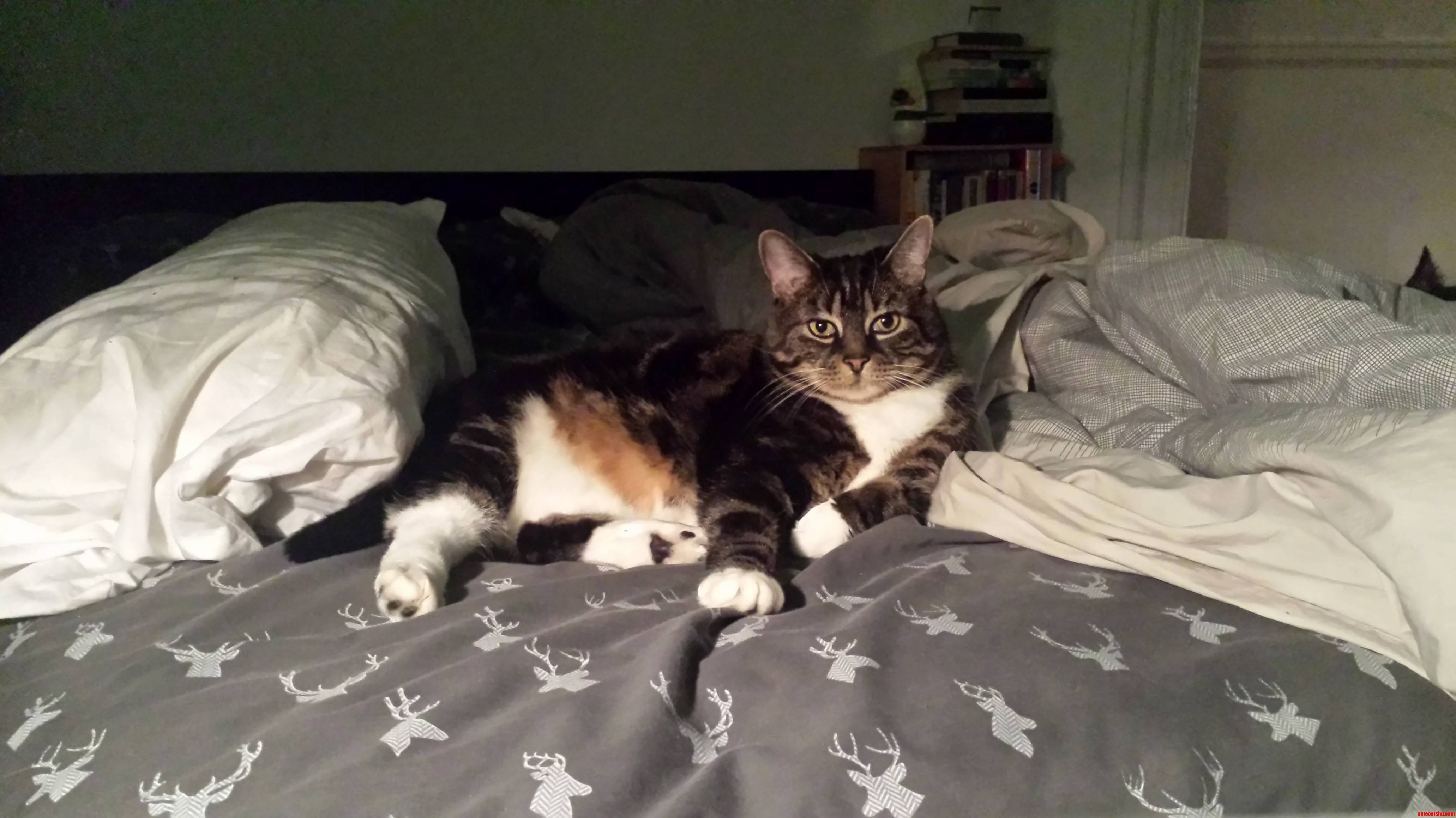 Queen Lily