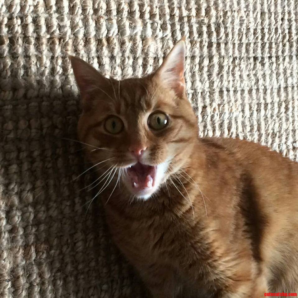 Ralph Has Seen Things