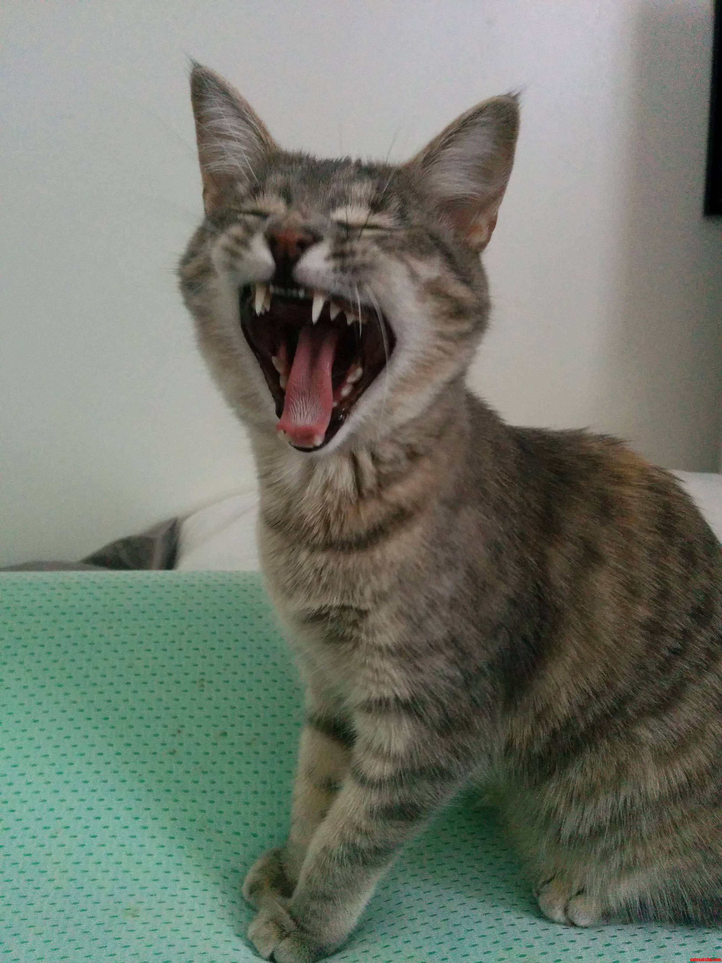 Rawr My Baby Ezry