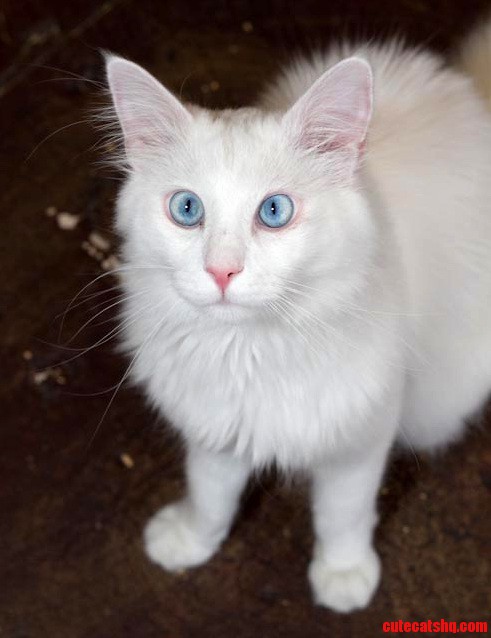 Sadly This Gorgeous Deaf Cat Has Anger Issues and Will Be Put Down Unless We Can Help Find Him a Home