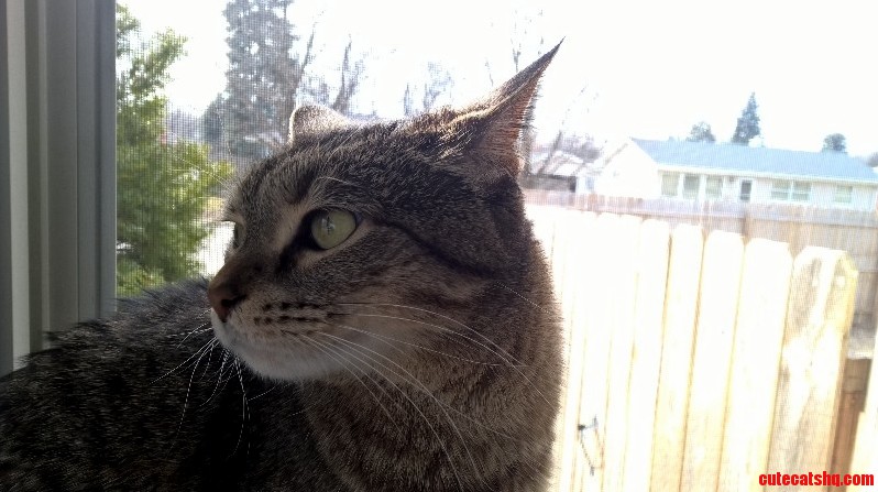 Scary Cat