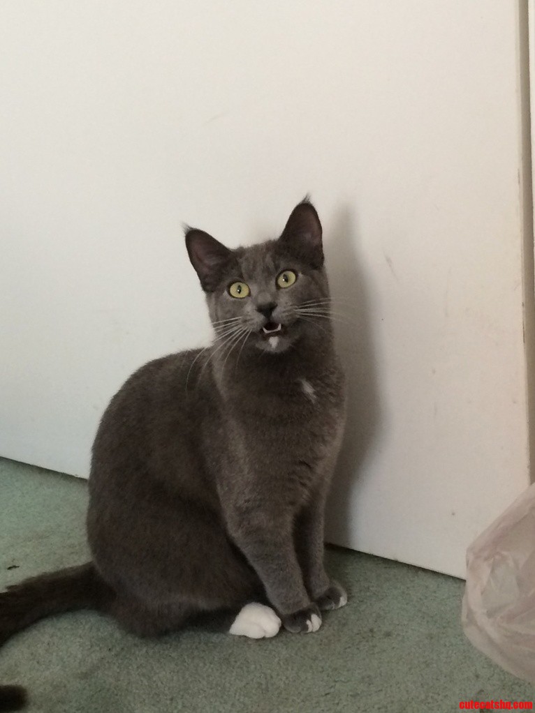 She Forgets to Close Her Mouth After Meowing