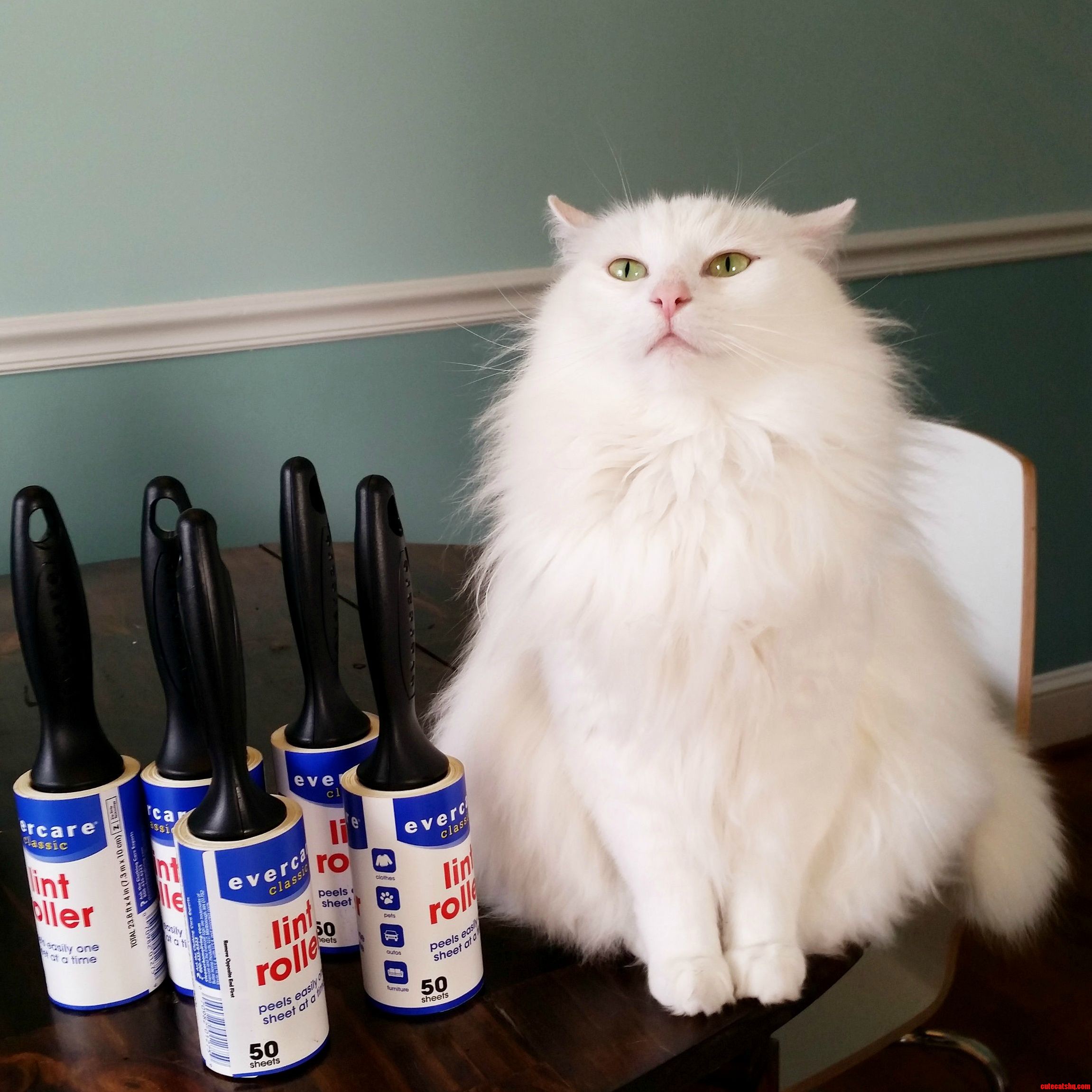 Shedding Season Is Upon Us. Prepare.