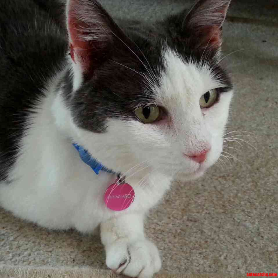 Shes Back from the Vet the Longest Week of My Life. She Is Very Pleased to Be Home.