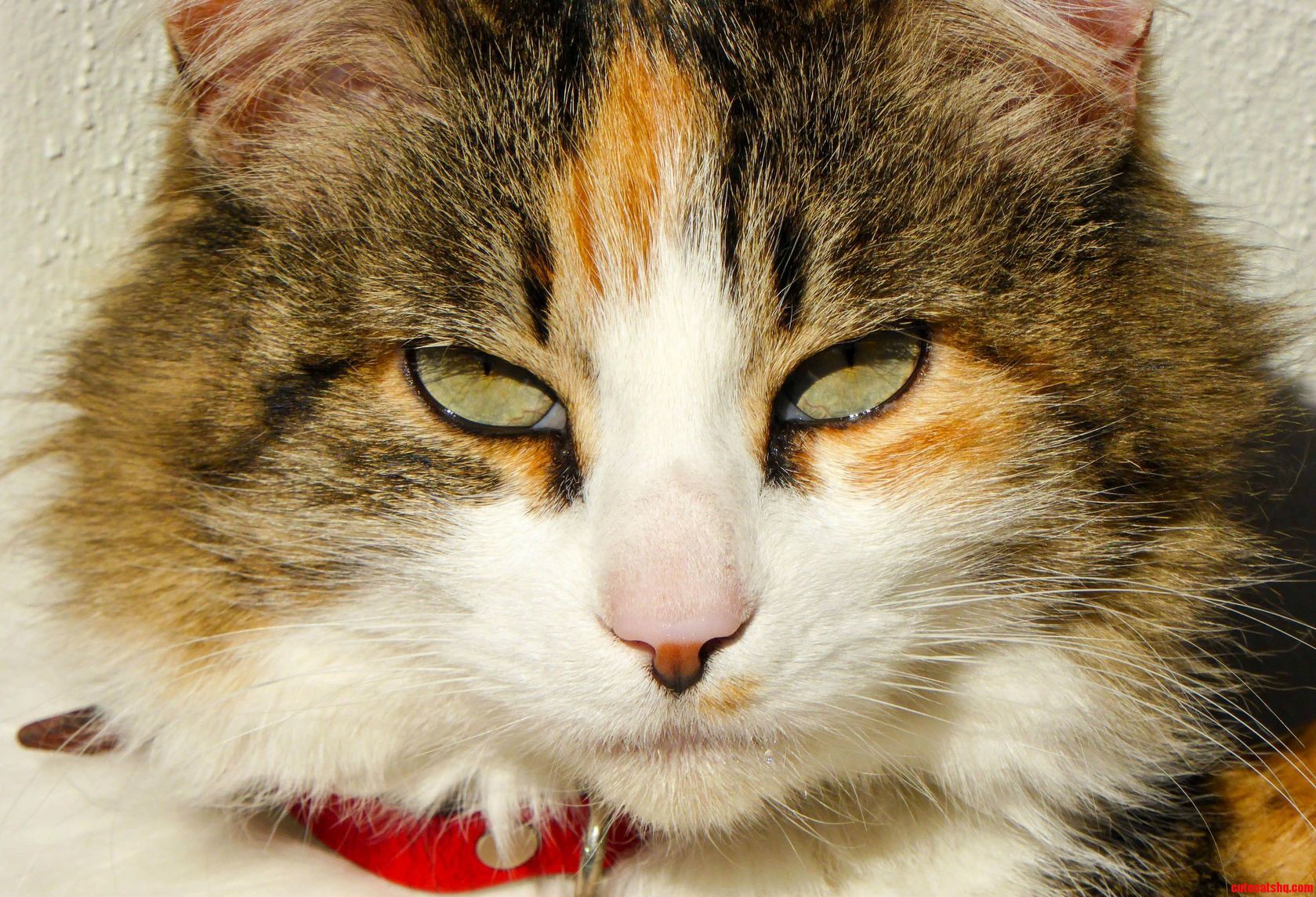Shes Easy on the Eyes but Has a Heart of Pure Evil - Meet Micas