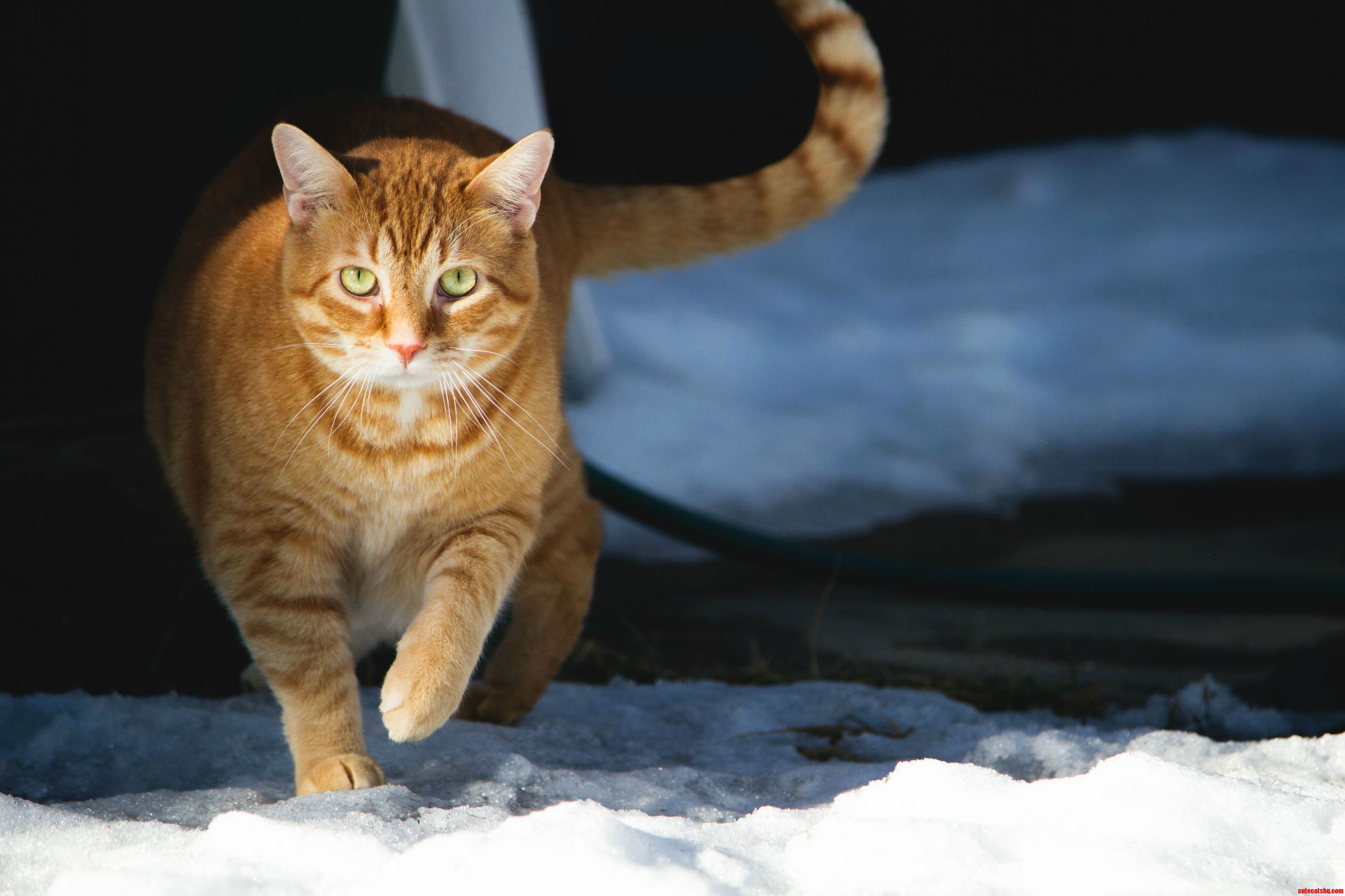 Skittles Braving the Snow for the First Time.