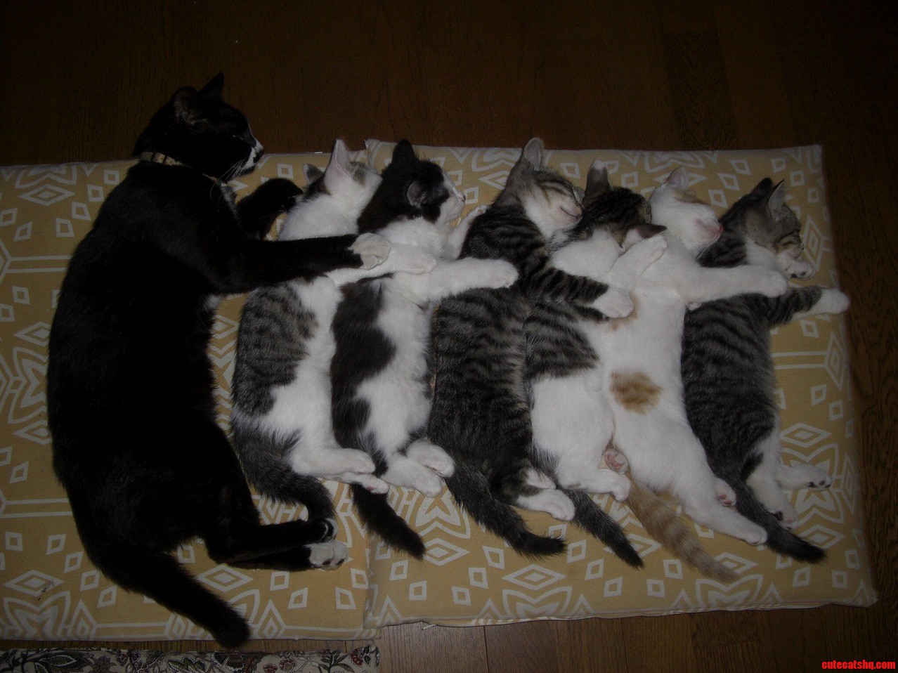 Sleeping Cats