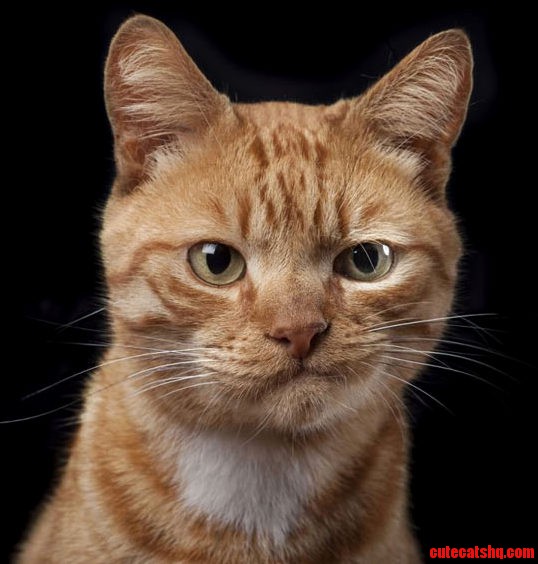 Smirking Cat