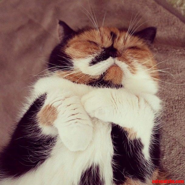 Smushed Kitty Cat