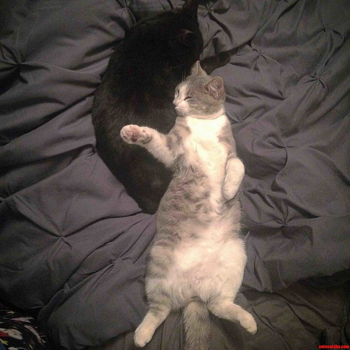 So Cute I Cant Get Out of Bed to Pee
