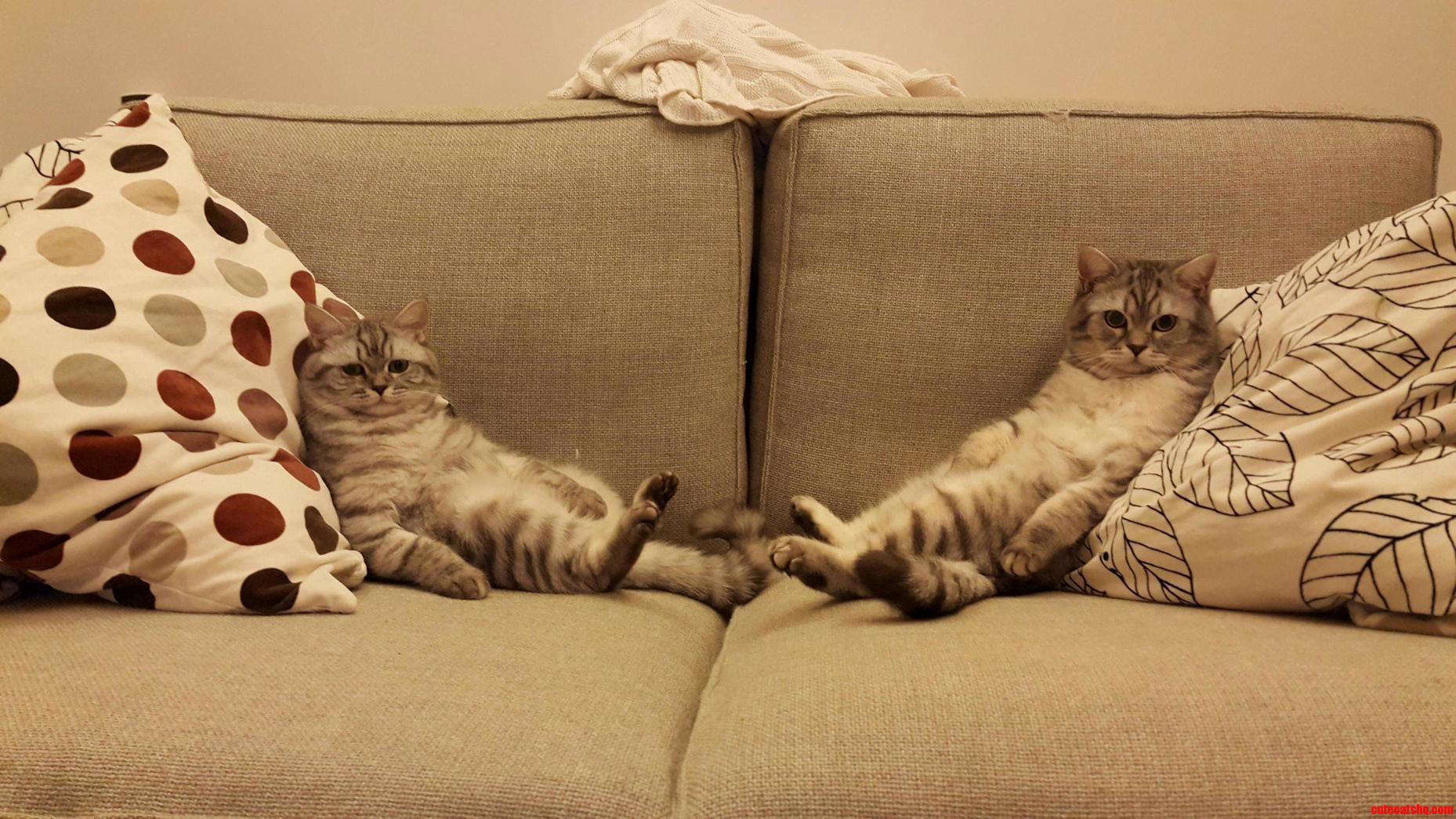 So I Ve Been Told That Cats Can Get Me to the Front Page.. Here Are Muffins and Waffles