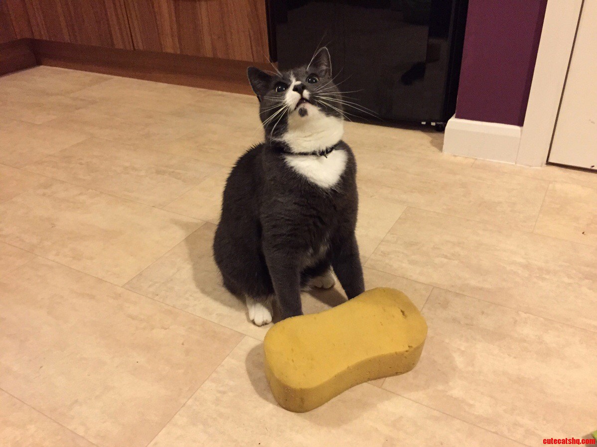 Some Cats Bring Home Mice or Birds Ours Brings Home Sponges...