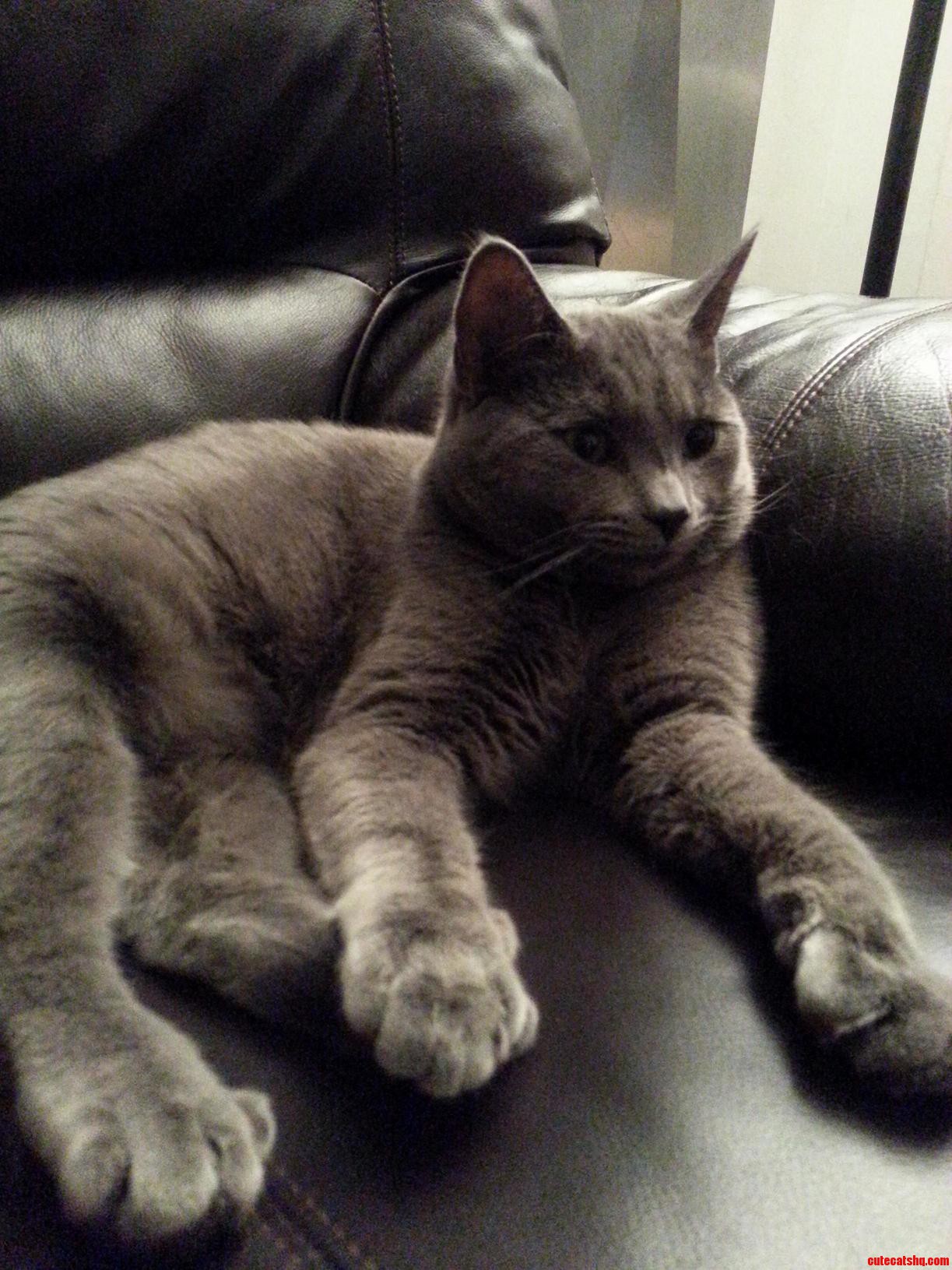Some How This Picture Makes His Paws Bigger Than They Are.