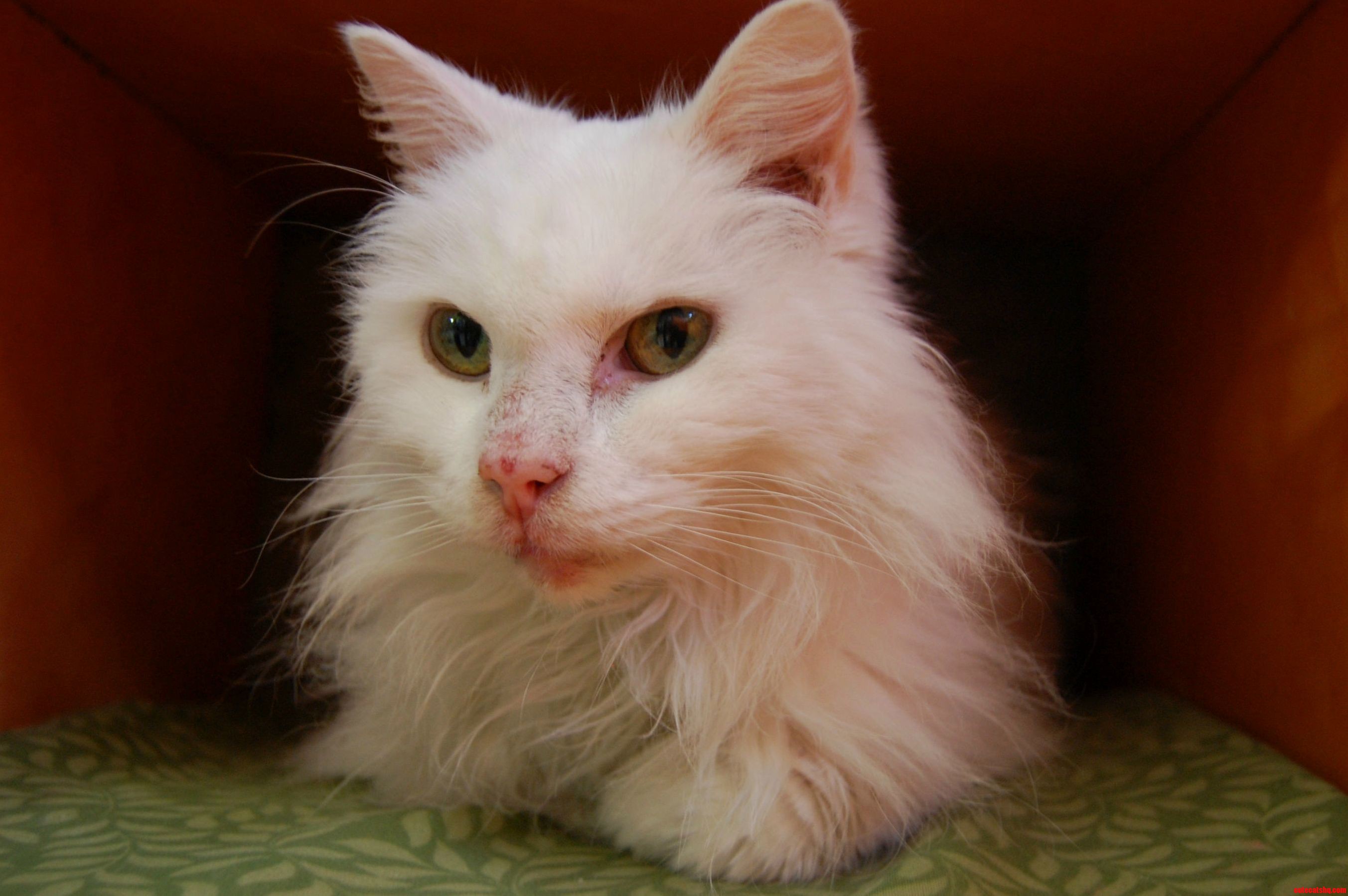 Someone Left This Beautiful Girl in a Crate Outside of the Shelter. Shes 15 Years Old and Friendly As Can Be.