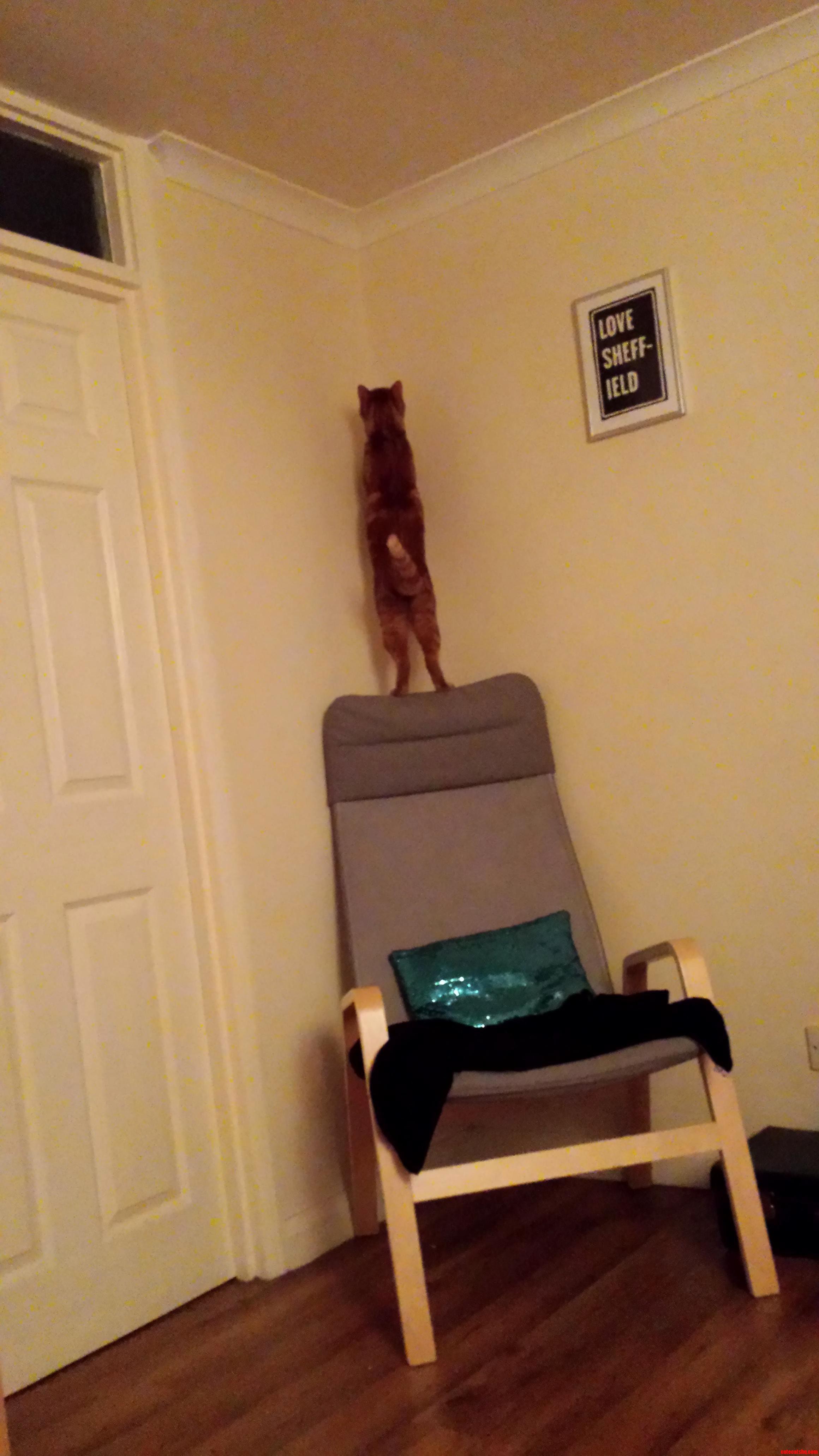 Spuds Investigating the Corner.
