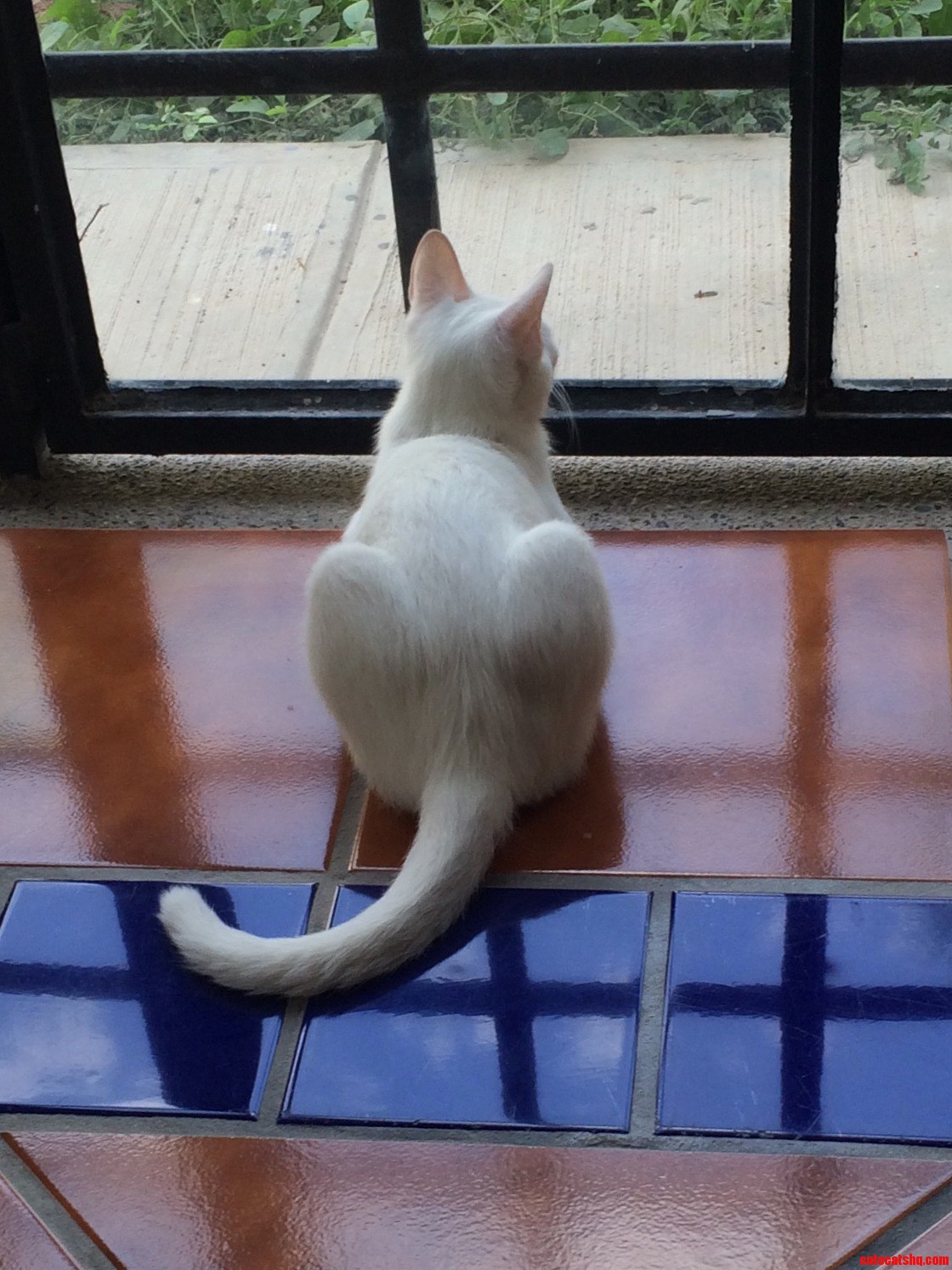 Staring Outside....