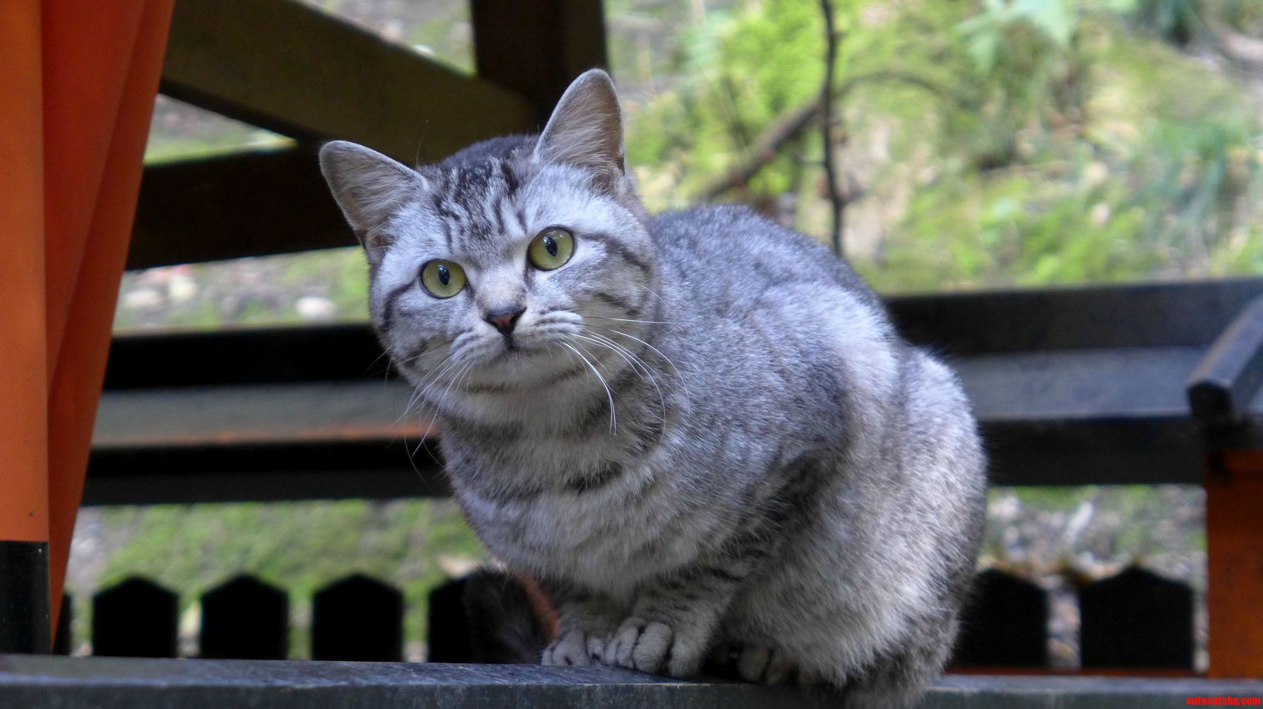 Statue Cat