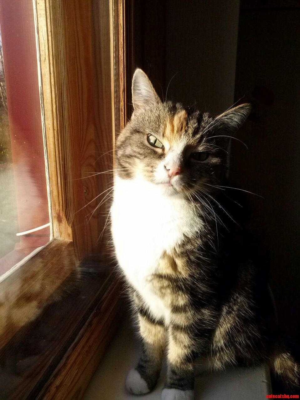 Sunny Kysa