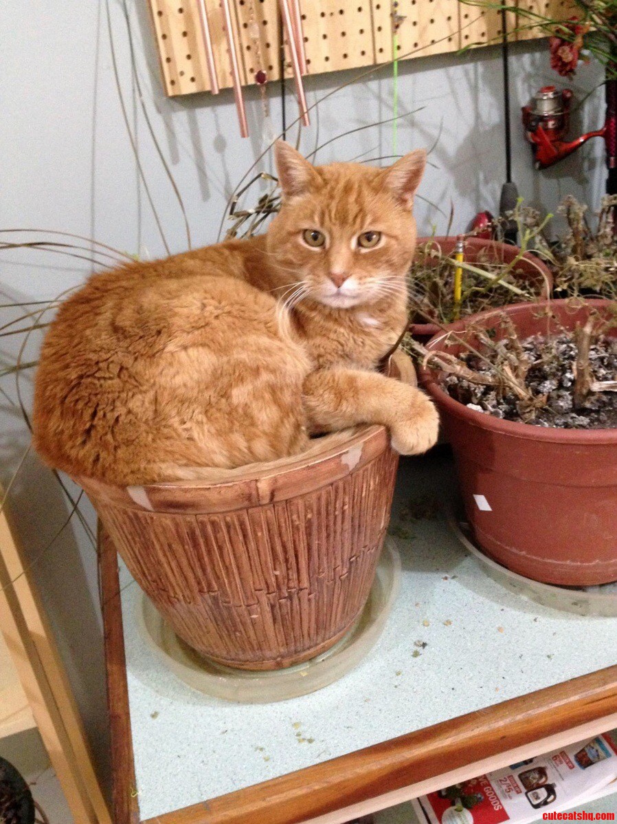 Sure This Pot Looks Comfortable...