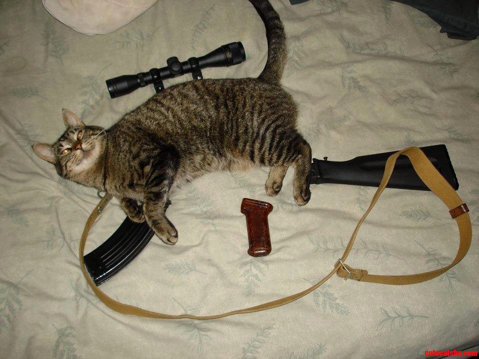 Tactical Cat