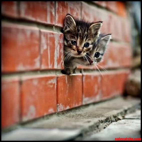 Taking a Peek from the Wall
