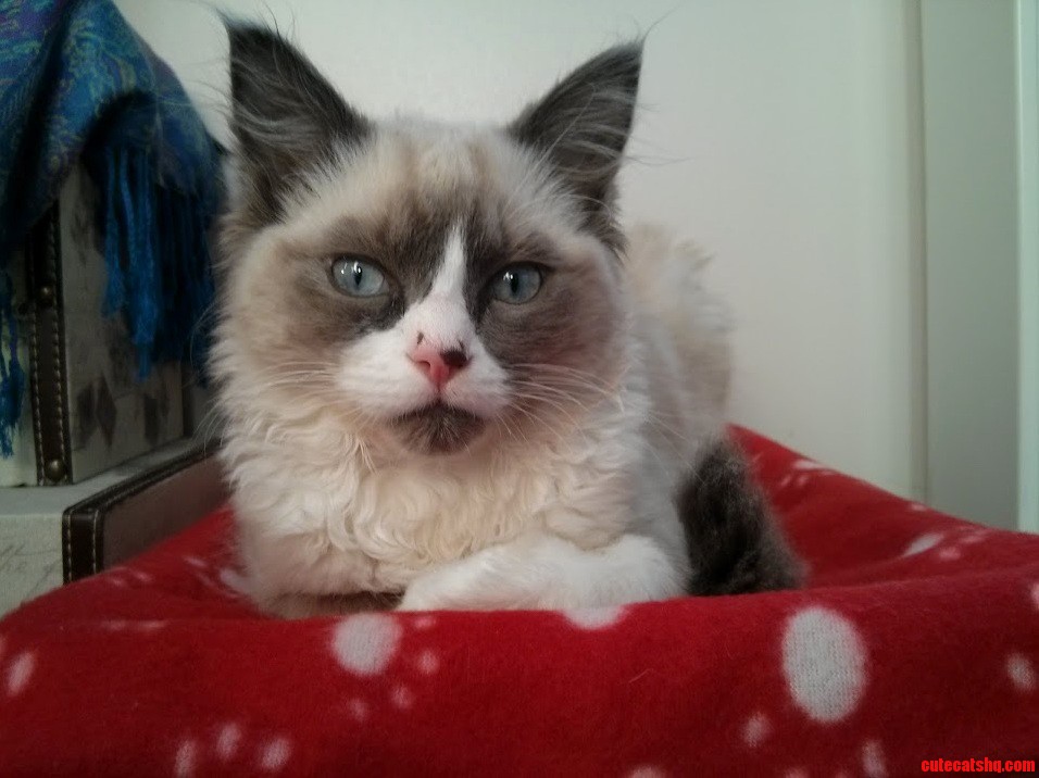 That Face.