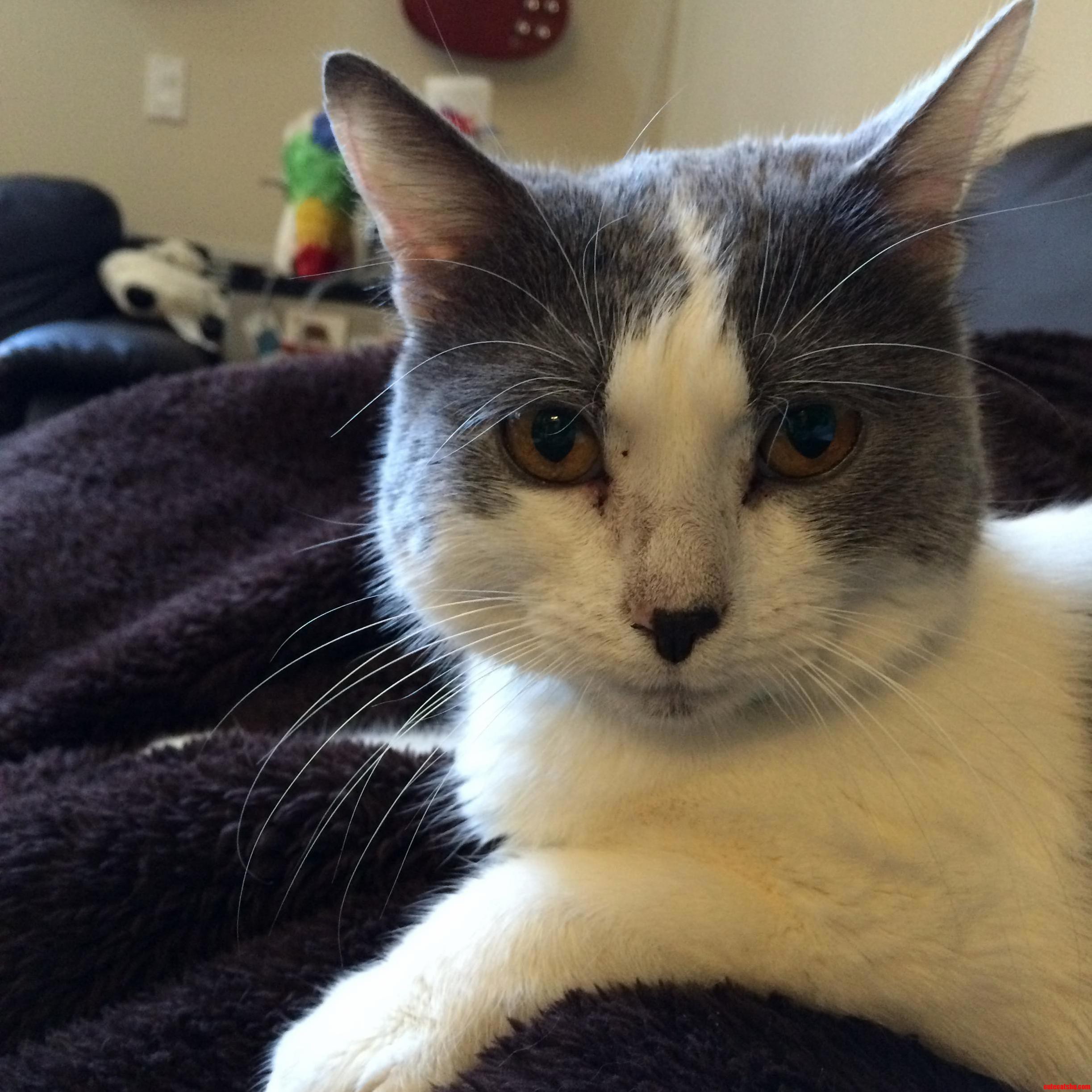 The Best Place for Totoro to Have a Lazy Day Is Curled Up on My Lap.