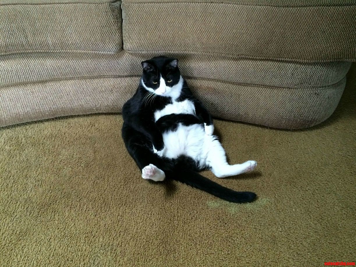 The Fat One They Call Rags