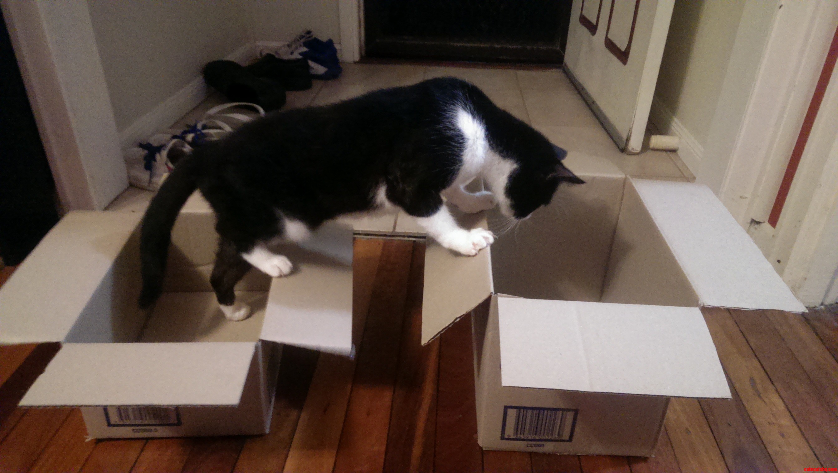 The Hardest Decision My Cat Had to Make Today.
