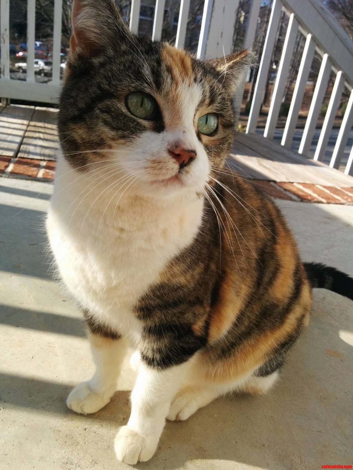 The Stray Thats Memorized When I Come Home