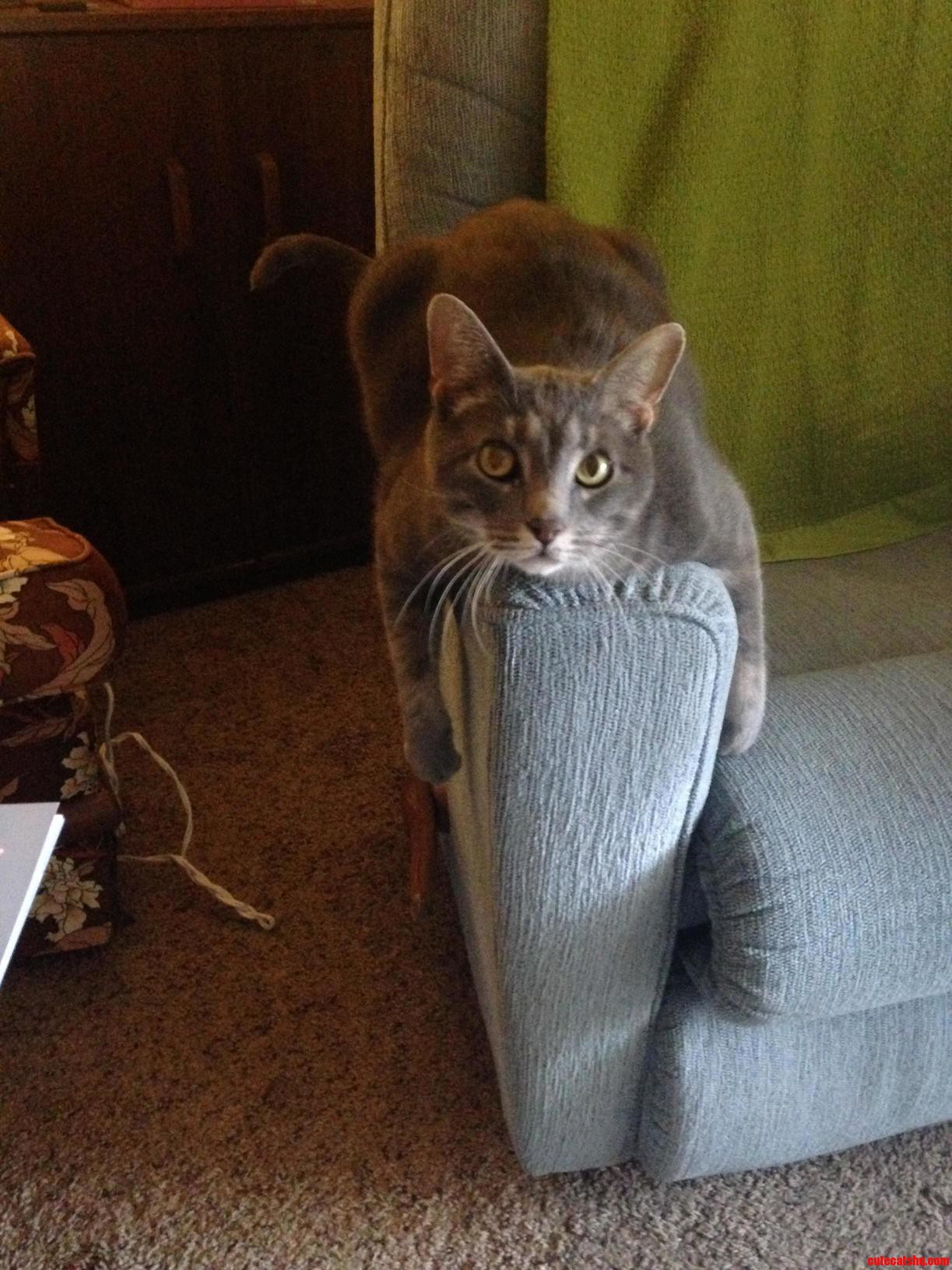 This Fella Sits Like This Wherever Hes Resting. Part of It Is Because Hes So Big That He Cant Put His Legs Under Him.