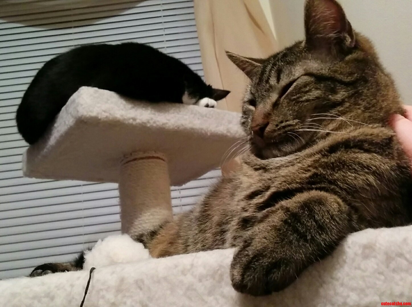 This Former Foster That I Adopted Brother Up Top Has Come Such a Long Way. After Months with Us He Lets Us Pet Him - Sometimes.